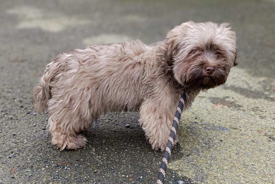 Fundmeldung Hund  Männliche La Guerche-de-Bretagne Frankreich