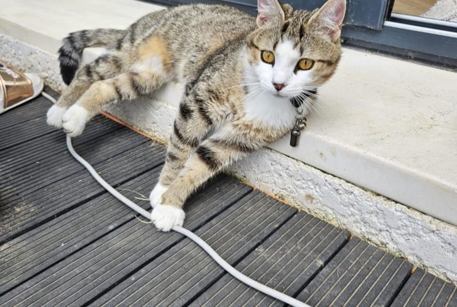 Vermisstmeldung Katze  Weiblich , 1 jahre Brens Frankreich