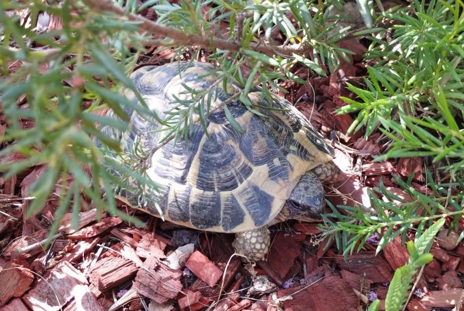 Alerta de Hallazgo Tortuga Desconocido Trouillas Francia