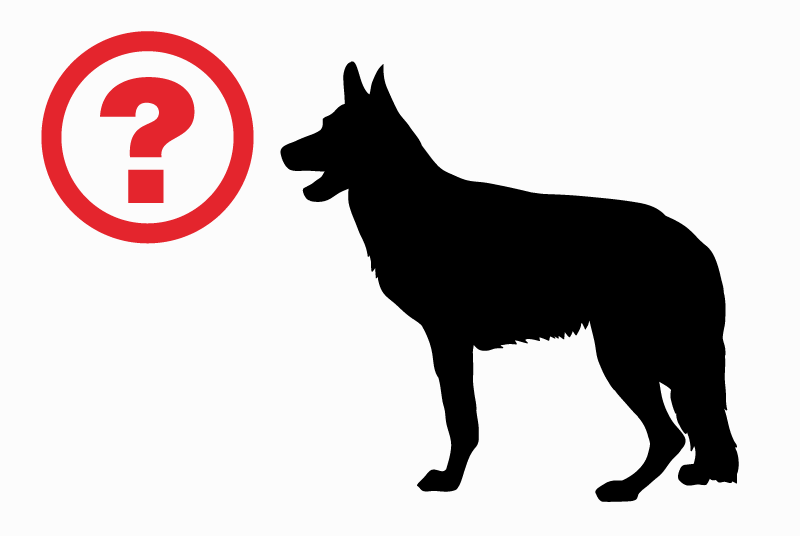 Ontdekkingsalarm Hond rassenvermenging Mannetje Joué-lès-Tours Frankrijk