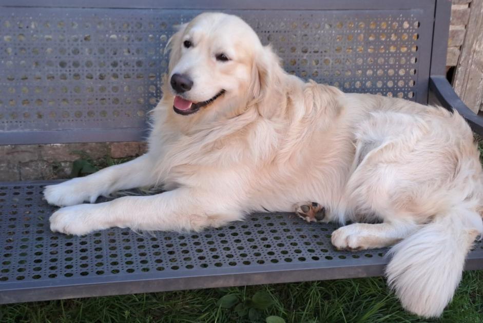 Verdwijningsalarm Hond  Mannetje , 2 jaar La Croix-Saint-Ouen Frankrijk