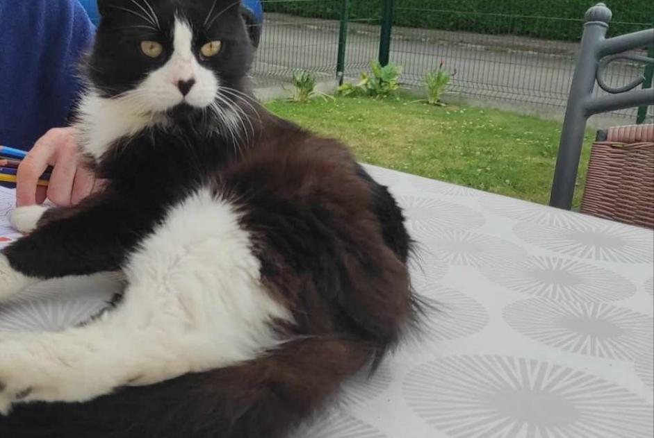 Alerta desaparecimento Gato Macho , 2 anos Chauvigné France